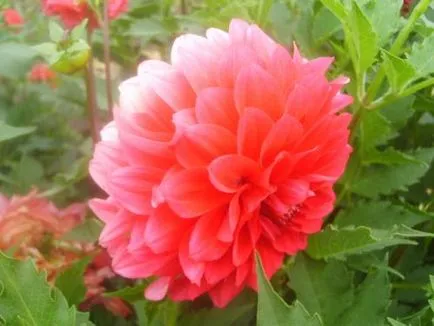 Dahlia ellátás, termesztés, öntözés, ültetés az otthoni (home) Dahlia ellátás, termesztés, öntözés, ültetés otthon