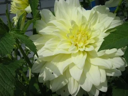Dahlia ellátás, termesztés, öntözés, ültetés a home (locsolás) Dahlia ellátás, termesztés, öntözés, ültetés otthon