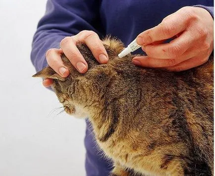 Amennyiben a macska mar szerkezete és jellemzői (cat) Ha a macska mar szerkezete és jellemzői