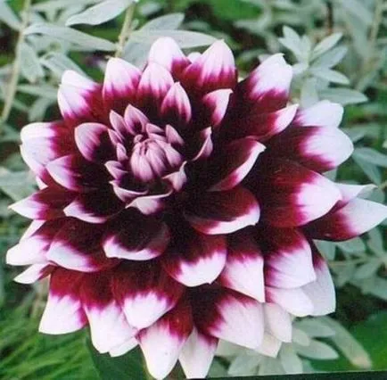 Dahlia ellátás, termesztés, öntözés, ültetés a home (dália) Dahlia ellátás, termesztés, öntözés, ültetés otthon