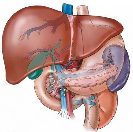 Geptral essentiale vagy, hogy jobb, az ls