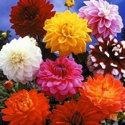 Dahlia ellátás, termesztés, öntözés, ültetés az otthoni (home) Dahlia ellátás, termesztés, öntözés, ültetés otthon