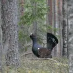 Siketfajd áram, vagy hogy ez a legősibb madár, a tételek (siketfajd) Siketfajd áram, vagy hogy ez a legősibb madár, a vonalak