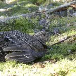 Siketfajd áram, vagy hogy ez a legősibb madár, a vonalak (madár) Siketfajd áram, vagy hogy ez a legősibb madár, a vonalak