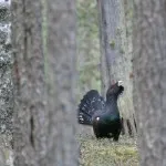 Siketfajd áram, vagy hogy ez a legősibb madár, a tételek (erdő) Siketfajd áram, vagy hogy ez a legősibb madár, a vonalak