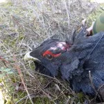 Siketfajd áram, vagy hogy ez a legősibb madár, a tételek (csirke) Siketfajd áram, vagy hogy ez a legősibb madár, a vonalak