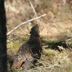 Siketfajd áram, vagy hogy ez a legősibb madár, a vonalak (madár) Siketfajd áram, vagy hogy ez a legősibb madár, a vonalak