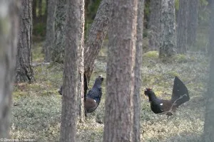 Siketfajd áram, vagy hogy ez a legősibb madár, a tételek (nyírfajd) Siketfajd áram, vagy hogy ez a legősibb madár, a vonalak
