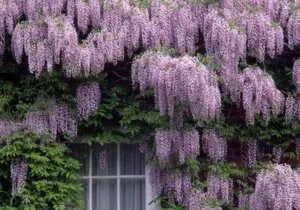 Wisteria ültetés és gondozás dísznövények szőlő