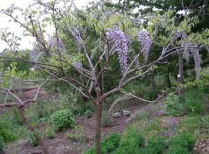 Wisteria ültetés és gondozás dísznövények szőlő