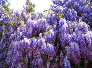 Wisteria ültetés és gondozás dísznövények szőlő
