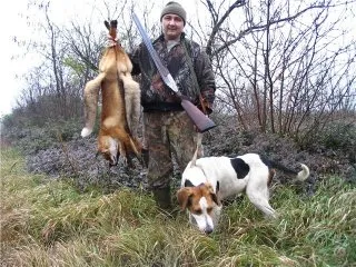Beagle kutyák - egy kis történelem, különösen különbségek vadászat és képesítések