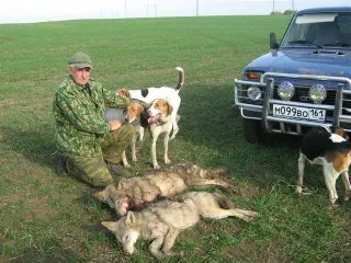 Beagle kutyák - egy kis történelem, különösen különbségek vadászat és képesítések