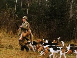 Beagle kutyák - egy kis történelem, különösen különbségek vadászat és képesítések