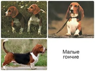 Beagle kutyák - egy kis történelem, különösen különbségek vadászat és képesítések
