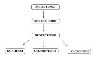Mellékvesekéreg hormonok - studopediya