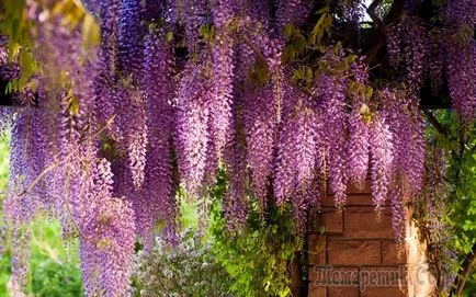 Wisteria - ellátás és termesztése az otthoni