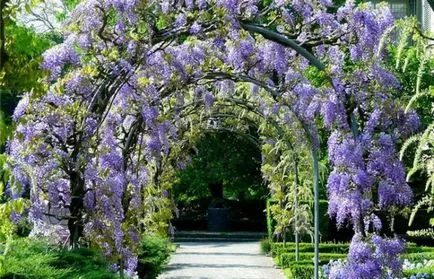 Wisteria termesztés és karbantartás, fotó készítmények