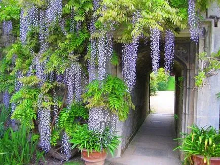 Wisteria termesztés és karbantartás, fotó készítmények