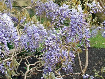 Wisteria - ültetés és gondozás, egyre nagyobb a mag (Wisteria) Wisteria - ültetés és gondozás, egyre nagyobb a mag