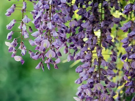 Wisteria - ültetés és gondozás, egyre nagyobb a mag (Wisteria) Wisteria - ültetés és gondozás, egyre nagyobb a mag