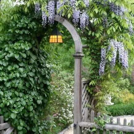 Wisteria termesztés és karbantartás, fotó készítmények