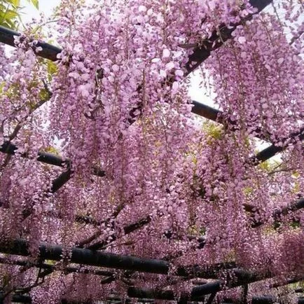 Wisteria termesztés és karbantartás, fotó készítmények