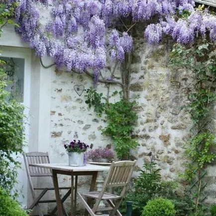 Wisteria termesztés és karbantartás, fotó készítmények