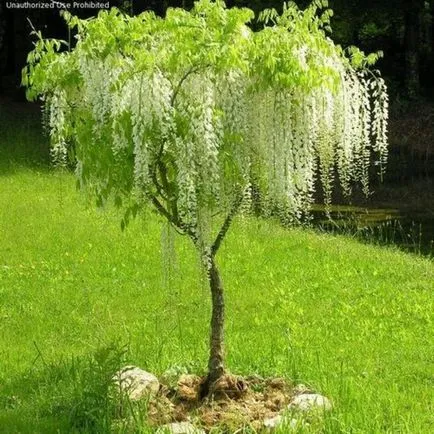 Wisteria termesztés és karbantartás, fotó készítmények