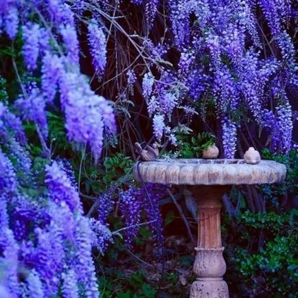 Wisteria termesztés és karbantartás, fotó készítmények