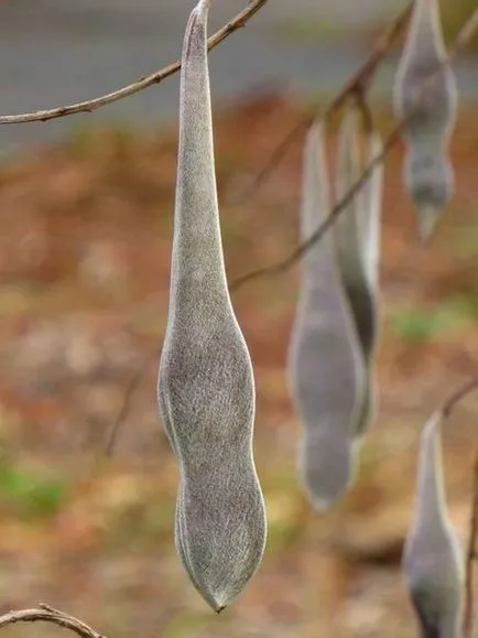 Wisteria termesztés és karbantartás, fotó készítmények