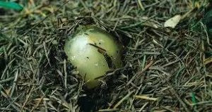 Veselka gomba károsítása nélkül a világ (vissza tartalom felhasználása gomba) Gomba Veselka, egy olyan világban, anélkül, hogy kárt