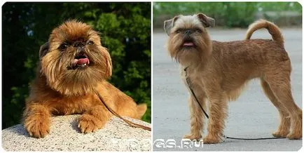 Griffon kutya fajta jellemzőit, jellegét és megjelenését (fotó) (karakter) Griffon kutya fajta jellemzőit, jellegét és megjelenését (fotó)