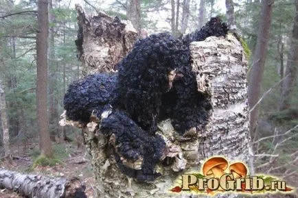 Chaga gomba nyír otthon főzés, receptek a hagyományos orvoslás (otthon) Chaga gomba nyír otthon főzés, receptek a hagyományos orvoslás