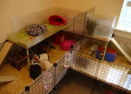 Játékok tengerimalacok vásárolni vagy mesterek kezük (saját) Játékok tengerimalacok vásárolni, vagy birkózni a saját kezét