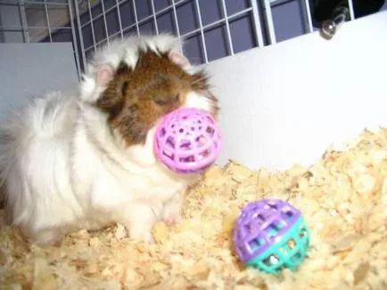Játékok tengerimalacok vásárolni vagy mester saját kezében (játékok tengerimalacok, tengerimalac játék interaktív játékok tengerimalacok a kezüket) Játékok tengerimalacok vásárolni, vagy birkózni a saját kezét