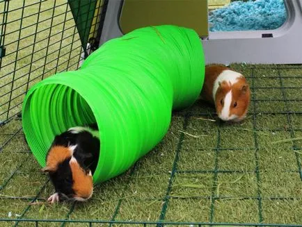 Játékok tengerimalacok vásárolni vagy mester saját kezében (tengeri) Játékok tengerimalacok vásárolni, vagy birkózni a saját kezét