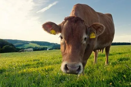A mesterséges megtermékenyítés tehenek eszközök, utasítások