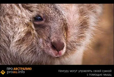 Érdekes tény a kenguru - Ausztráliáról