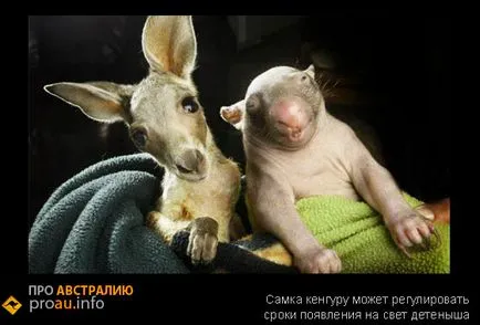 Érdekes tény a kenguru - Ausztráliáról