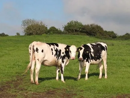 A mesterséges megtermékenyítés tehenek eszközök, utasítások