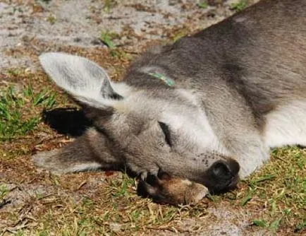 Érdekességek a kenguruk