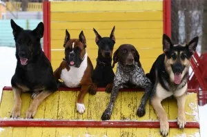 Ivanovo Regionális klub service dog (dokumentumok) Ivanovo Regionális klub szolgálati kutya