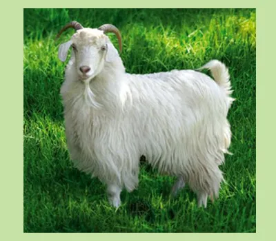 Mitől mohair