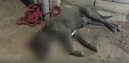 History mentőkutya, aki legyőzte a korábbi tulajdonos, ideiglenes tartózkodási (Animal Hope Wellness Alapítvány) History mentőkutya, aki legyőzte a korábbi tulajdonos, és az ideiglenes tartózkodási