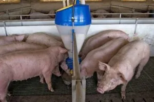 Hogyan lehet gyorsan növekszik a sertések, amelyek a védőoltások van szükség (nő) Hogyan lehet gyorsan növekszik a sertések, amelyek a védőoltások van szükség
