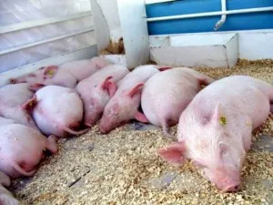 Hogyan lehet gyorsan növekszik a sertések, amelyek a védőoltások van szükség (nő) Hogyan lehet gyorsan növekszik a sertések, amelyek a védőoltások van szükség