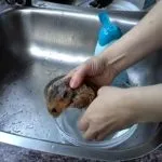 Hogyan kell kezelni a hörcsögök a kertben