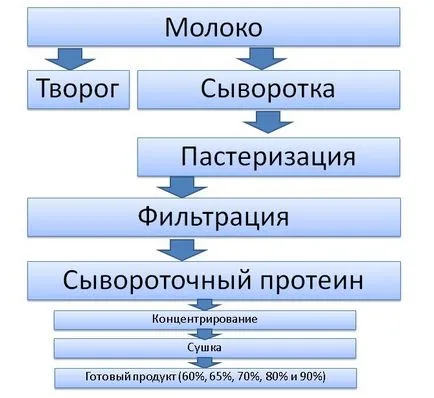 Hogyan készítsünk fehérje termelődését