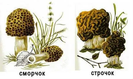 Főzni vonal